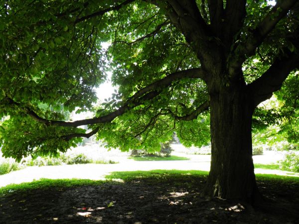 Zamek - Muzeum w Łańcucie. Park - fragment