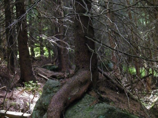 DRZEWO za pewno sobie przysiadło i odpoczywa