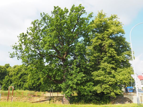 staw i park dworski Załuskich - właścicieli Iwonicza Wsi i Iwonicza Zdroju -  zapraszam do osobnej galerii i opisów zdjęć, n/z po prawej : most kamienny z 1782r