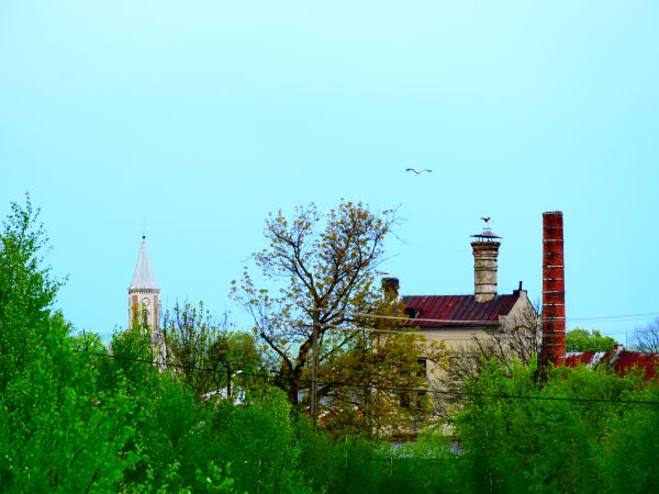 Bociany -  mieszkańcy Posady Zarszyńskiej