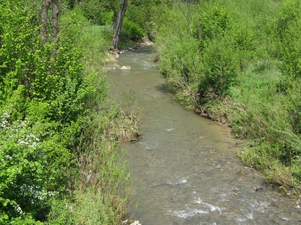 potok Ruchlin, w Zahoczewiu do Hoczewki wpada a ta w Hoczwi do Sanu.  Największe bogactwo flory znajdziemy w lasach łęgowych, ciągnących się smugami w dolinach