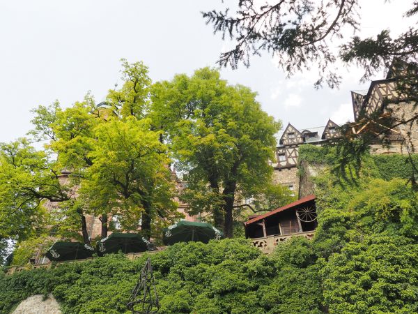 otoczenie zamkowego zieleńca - założenia parkowego, ubogaconego współcześnie - komercyjnie.