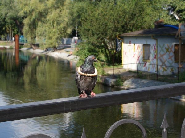 Bydgoszcz - sierpień 2011