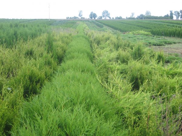 MAZURSKA SZKOLKA ROSLIN OZDOBNYCH W SADUNACH