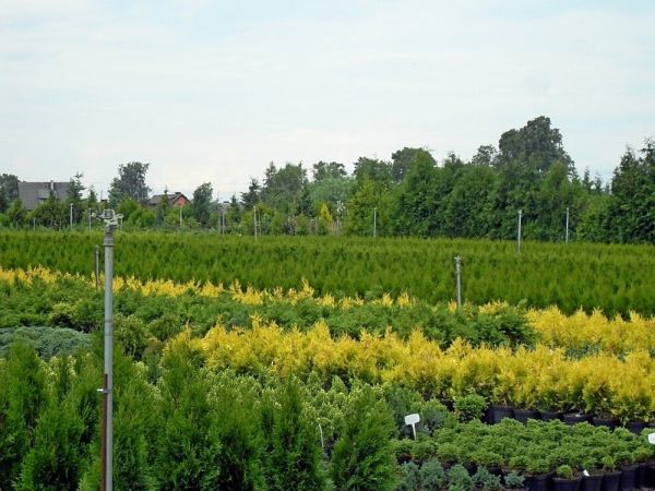 FRANK-RAJ _Ozdobne Ogrody Polskie