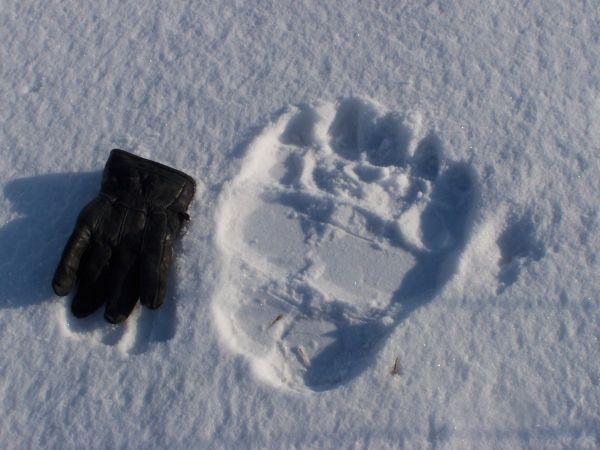 Y E T I  ?   W Koszalinie?