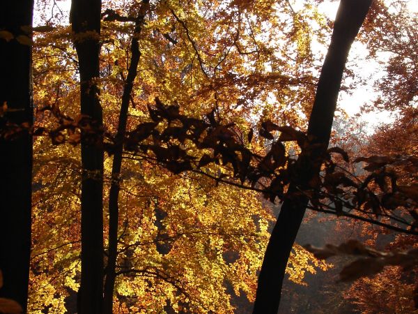 Trojmiejski Park Krajobrazowy