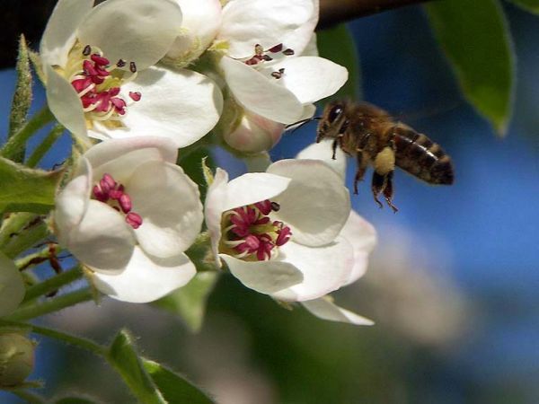 zdjecie Mały Bukowiec
