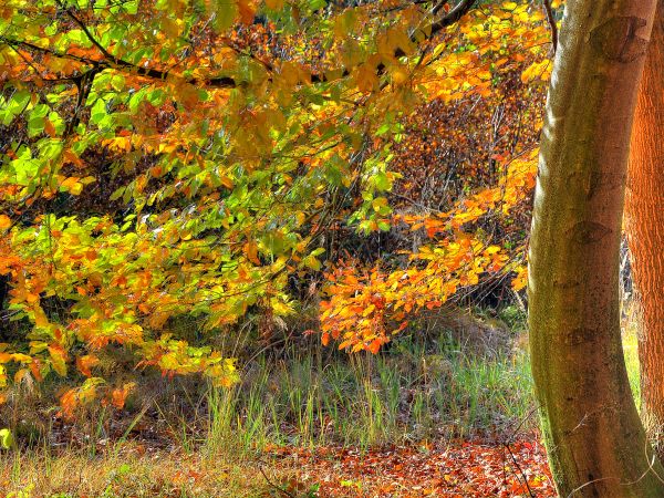 zdjecie Wodzisław Śląski