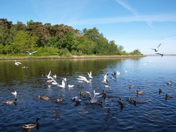 Walka o pożywienie.