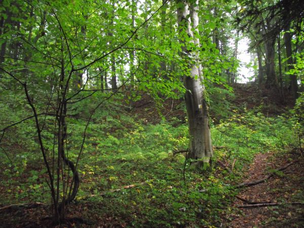 przecinka - wąska dróżka wycięta w lesie, służyć może też zwierzynie płowej i dzikom zmierzających na polany żerowe i ogryzowe.