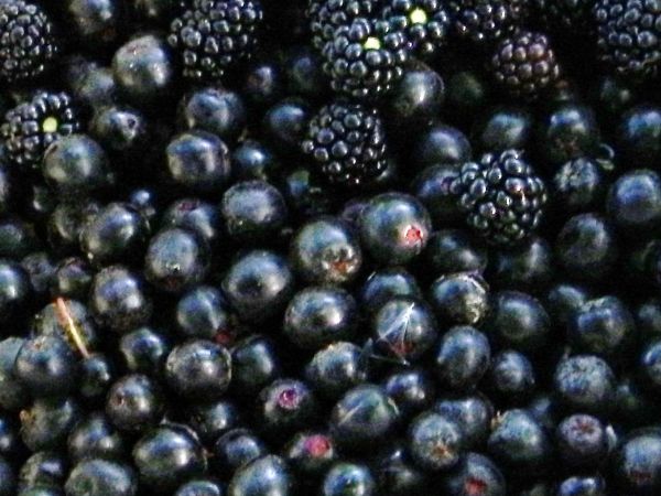 Aronia czarna Jerzyna lub czarna Jarzyna i Aronia  idzie Jesień