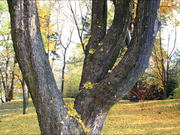 Klasztor i park  ss. Niepokalanek na Głębokiej.