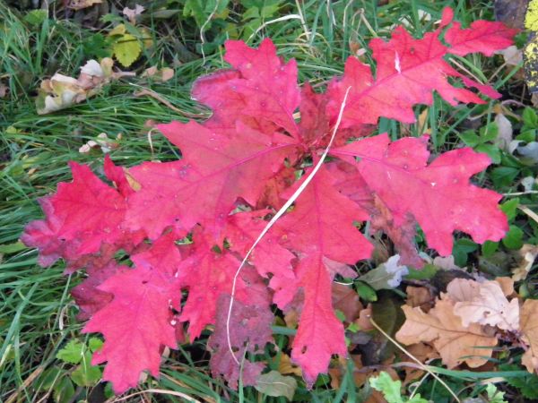 liście dębu czerwonego rzadkość we wsi dominuje dąb szypułkowy