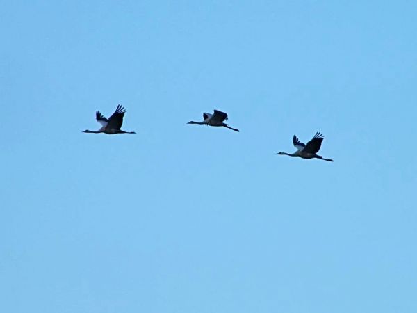 powiat Zgorzelecki nie jest mile nastawiony na ten rodzaj przyrody elektrownie wiatrowe tak jakby były winne wszytskiemu