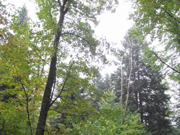 droga leśna - przez ostępy, tam ptaki barwniejsze, motyle urokliwsze...