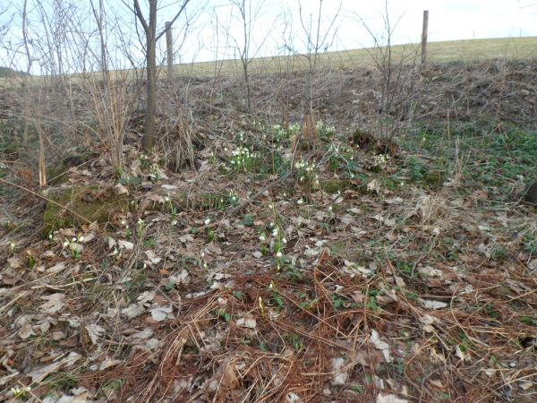 śnieżyca wiosenna - wśród poszycia obrastającego pomniki i płyty nagrobne na cmentarzu ewangelickim.