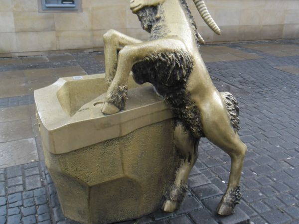 Koziołek w pełnej krasie.