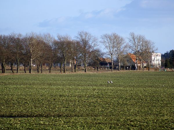 Widok na Buntowo od lasu