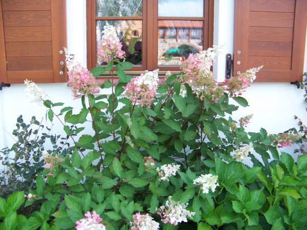 Krzak Hortensji przed budynkiem dyrekcji Skansenu.