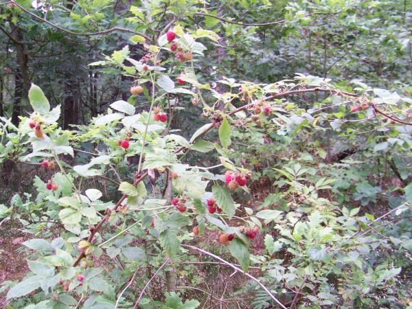 Wysyp smakowitych malin w okolicznych lasach.