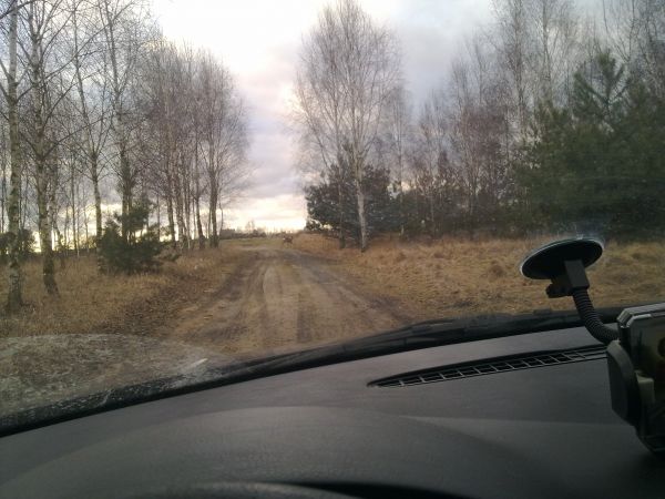 Przebiegająca zwierzyna nad jeziorem Głęboczek