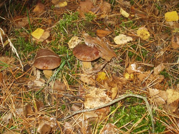 Fajny kamuflaż?? I tak nie udało nam się przeżyć tego grzybobrania.