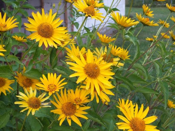 Słoneczniczek szorstki. Roslina wieloletnia. Miodoodajna. Ozierany Małe.