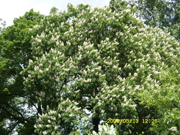 zdjecie Chocicza Mała