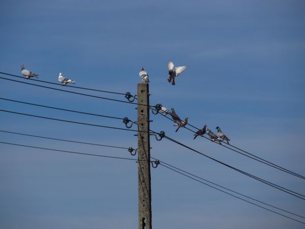Gołębie pocztowe na każdym kroku