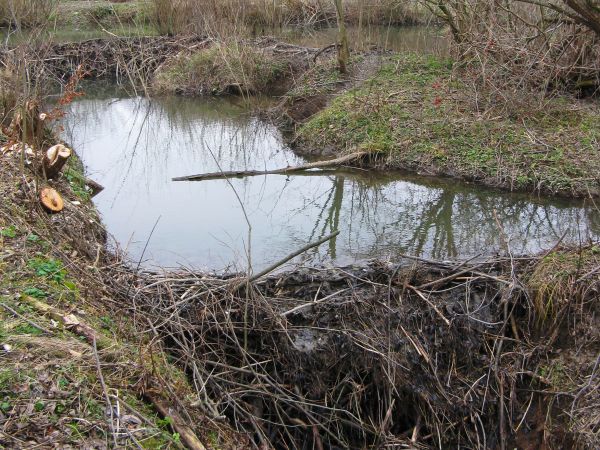 to architekci wytrawni - to ich dzieła, jak kot tam łaził będzie /bo pisklęta w gniazdach itp./ to - jakby go klapnął kielnią to z taką siła to by zabił ale bób