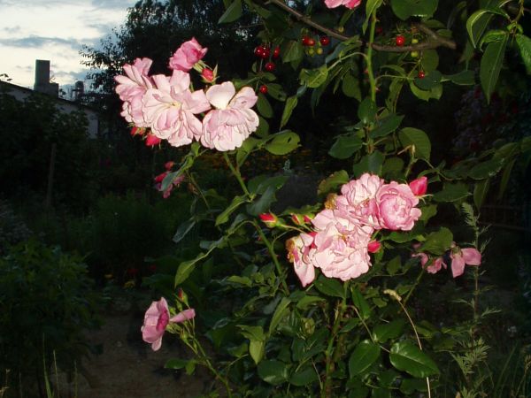 Bródzki pełne kwiatów.