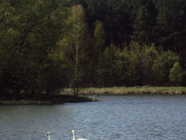 Łabędzie.