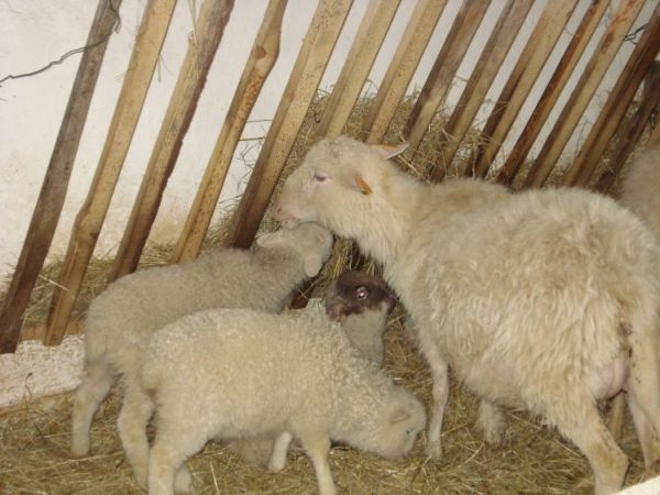 Skubanko na śniadanko