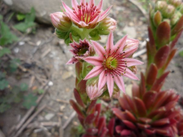 Zdjęcia Staszkówka