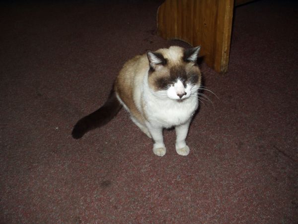 A ja się boje myszy.