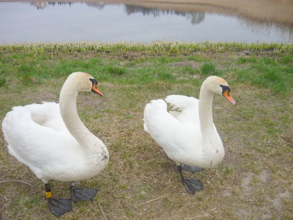 Spacer państwa łabędzi