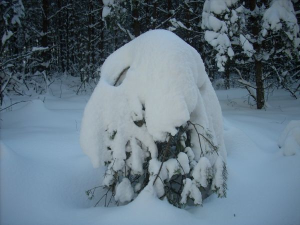 W objęciach śniegu...