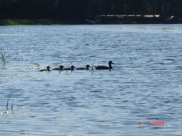 Bąków - Zbiornik Wodny