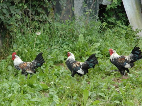 W Przyrowiu kury chodzą " gęsiego"