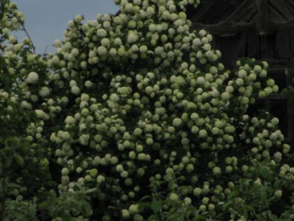 zdjecie Polubicze Wiejskie Pierwsze