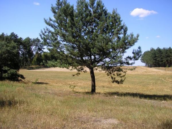 Może to Radachówka, może już Majdan, ale gmina Kołbiel