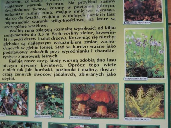 zdjecie Wierzchosławice