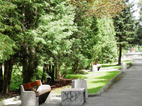 Park Zdrojowy powstały w latach 20-tych XX wieku. Aleja Tujowa.