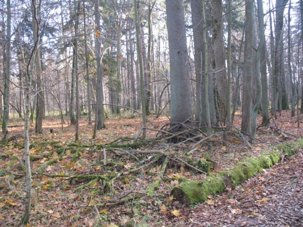 zdjecie Białowieża