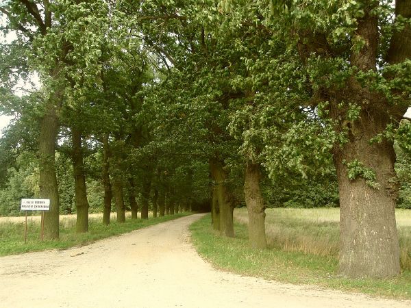 Aleja dębowa - pomnik przyrody