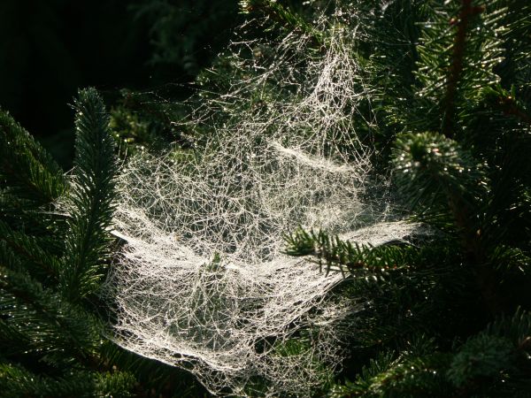 zdjecie Mały Bukowiec