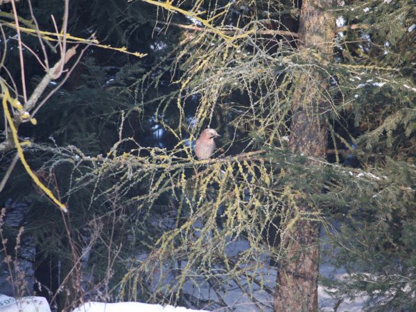 zdjecie Tyniewicze Duże