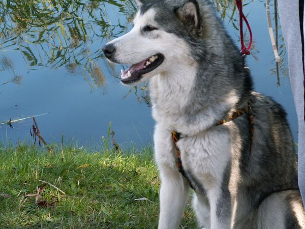 Właściciele pływają w Tryszczyniu a ja czuwam nad ich bezpieczeństwem.