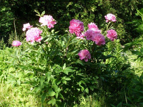 zdjecie Zalesie Górne